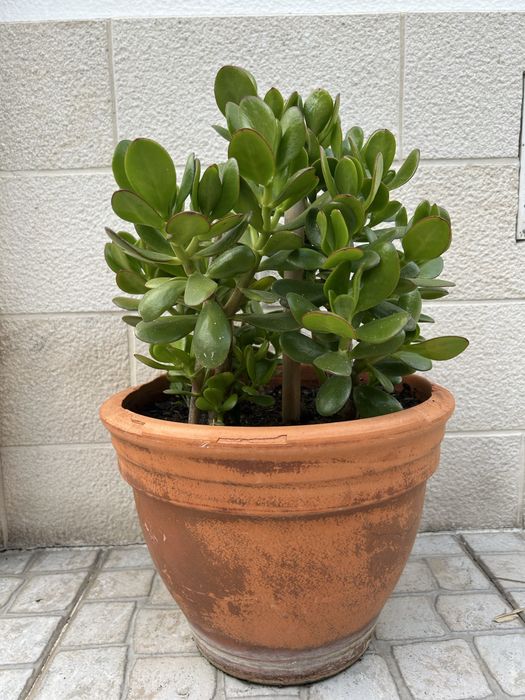 Vendo planta jade, bem enraizada.