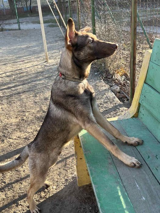 Отдам в хорошие руки