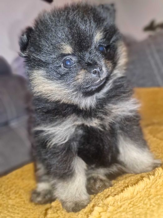 Pomeranian szpic