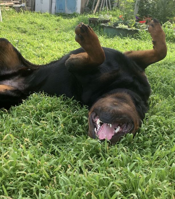 Ротвейлер вязка