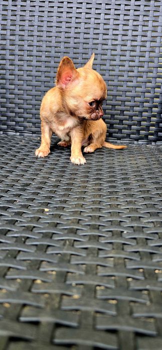 Chihuahua macho PEQUENINO