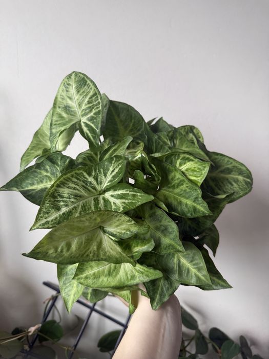 Syngonium – duża, gęsta roślina