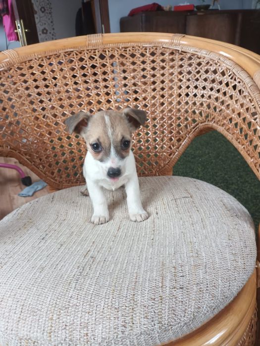 Jack Russell Terrier