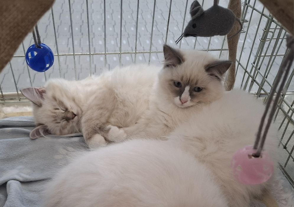 Kocurek Syberyjski WCF