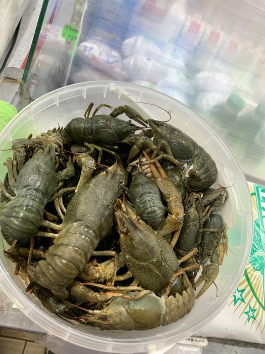 Живой рак ! Краматорск ! Доставка , Вареный !
