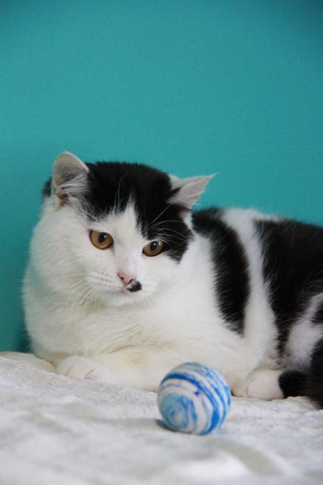 Киця Еріка, 8 місяців