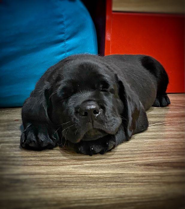 Лабрадор ретривер.