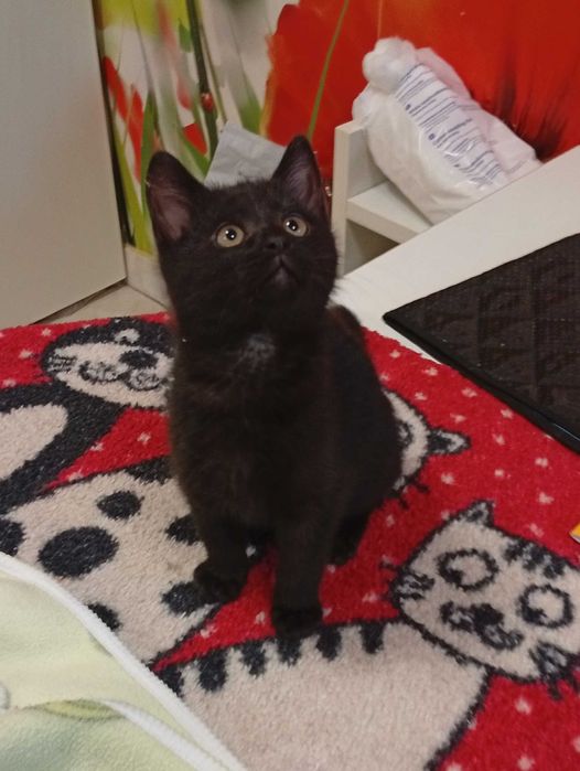 Rafik przecudny kiciuś