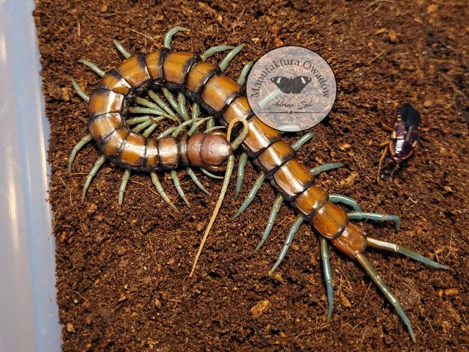 Skolopendra - Scolopendra sp. Mint legs