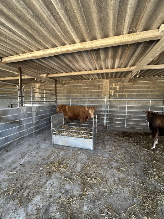 Vacas cruzadas 19 meses