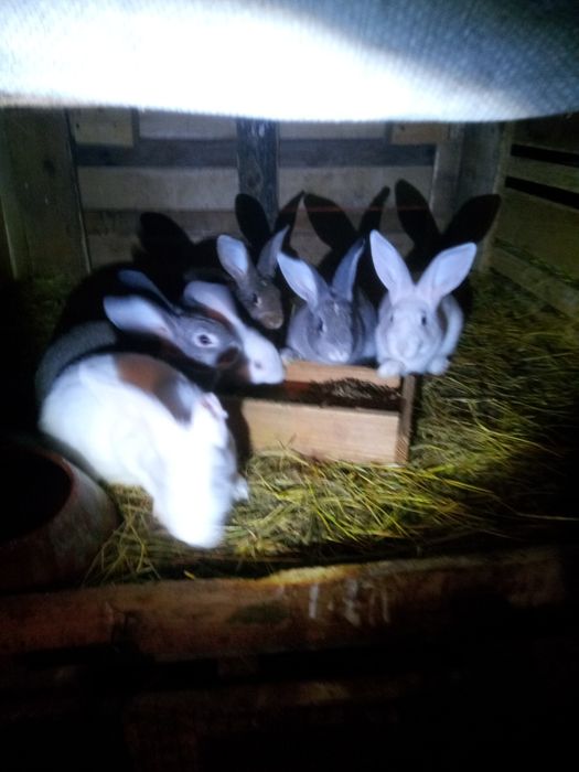 Coelhos caseiro vendo