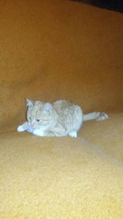 Kot kotek kotka do adopcji