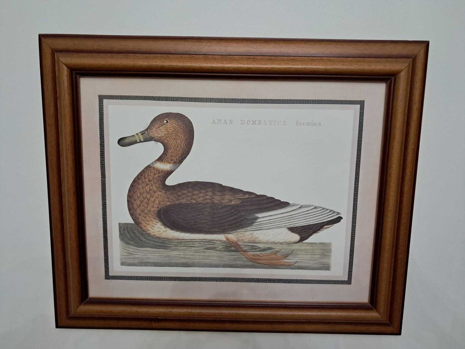 Quadros diversos em ótimo estado