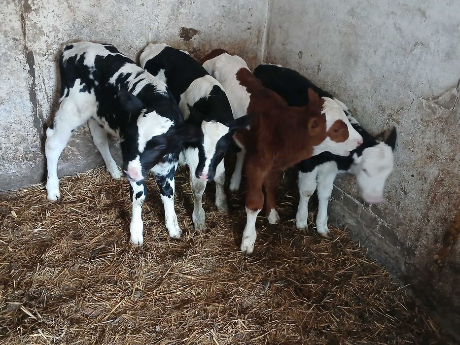 Sprzedam 3 byczki i cieliczke