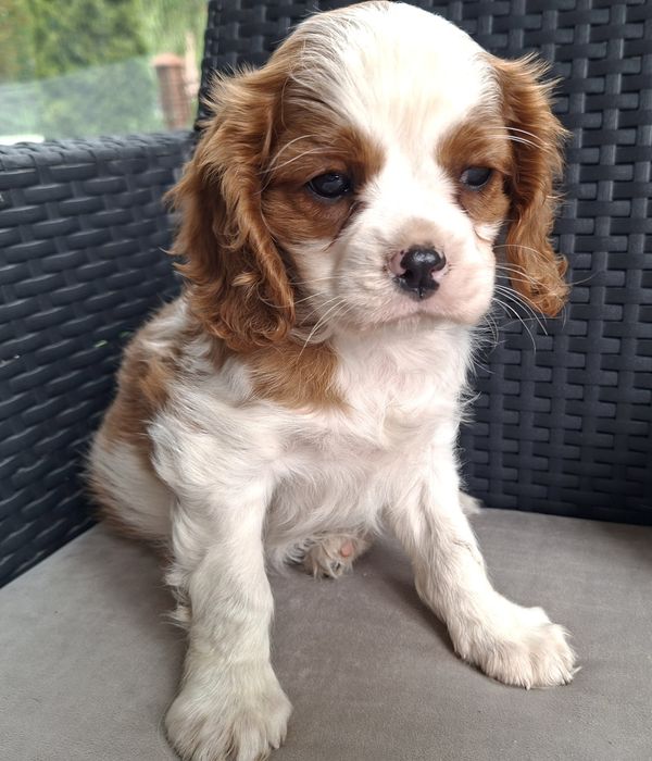 Cavalier King Charles spaniel