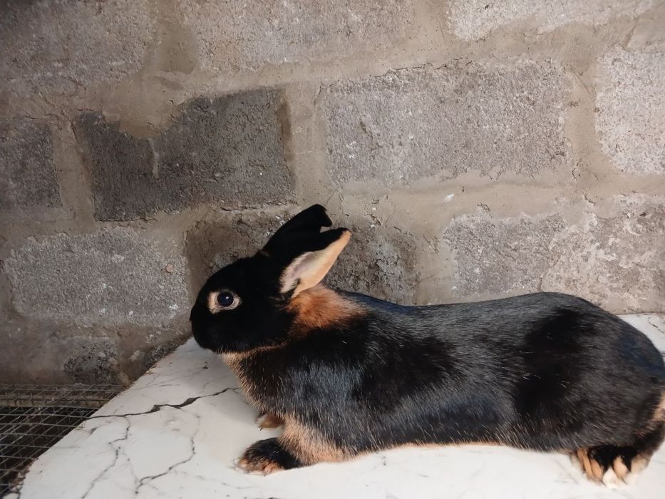 Кролики , кролі .