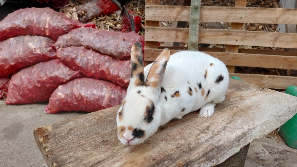 Królik Rex Trójbarwny samiec