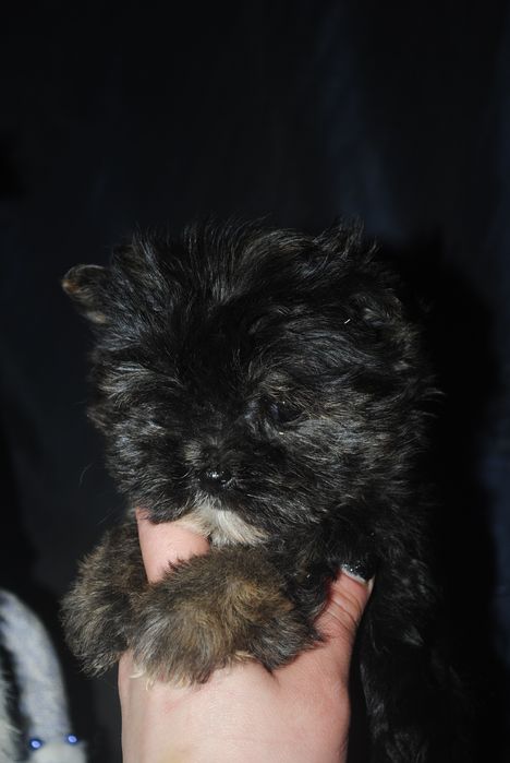 Безумно гарна чорна принцеса йорка