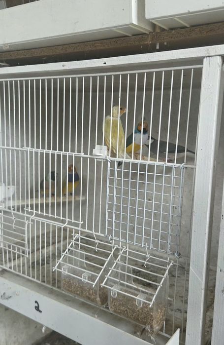 Diamantes gould 2026/ pardal de java