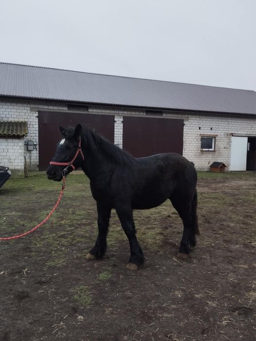 Źróbka zimnokrwista