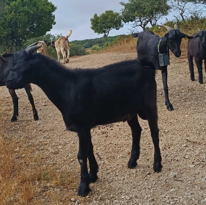Cabritos da raça Cabra Preta de Montesinho
