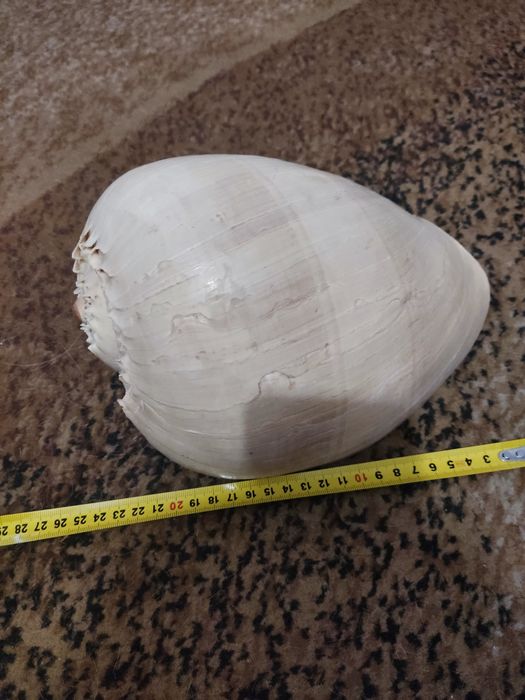 Океаническая ракушка большая