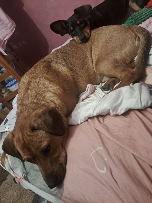 Zwykły piesio szuka niezwykłego OPIEKUNA