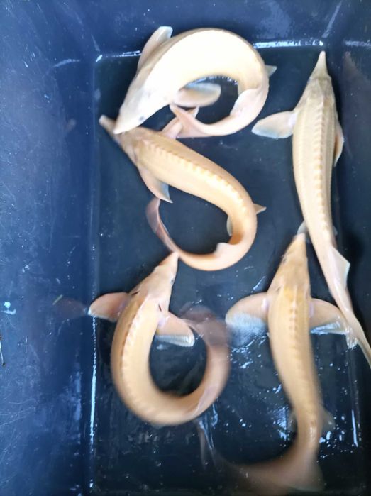 Jesiotr albinos biały 45-48 cm , węgorz lin Amur karp