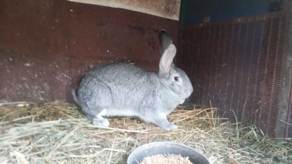 Продам кролі. Спаровані самки.