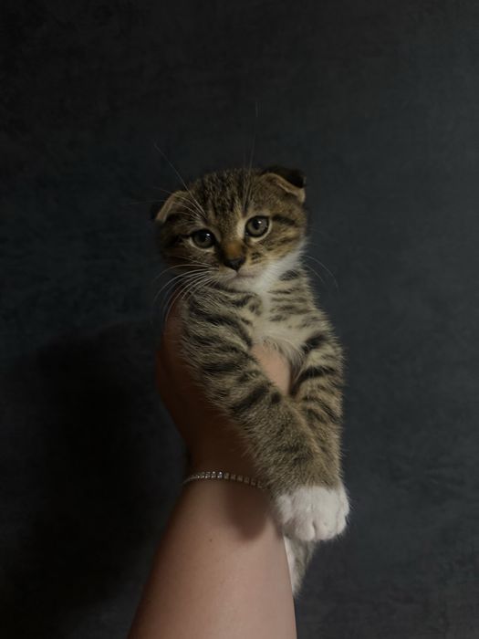 Чарівне шотландське висловухе кошеня