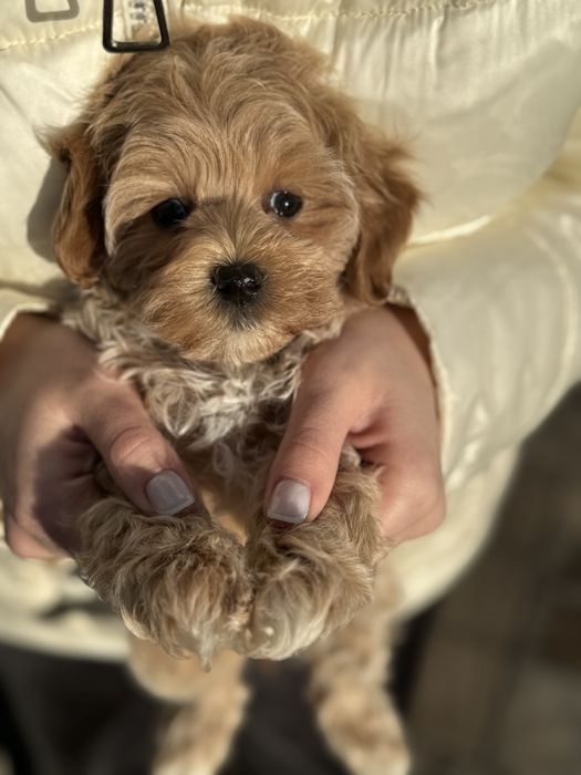 Мальтіпу ф1 міні красунчики