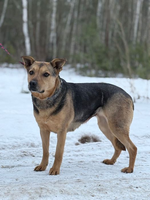 Urocza Gucia nieśmiało poleca się do adopcji