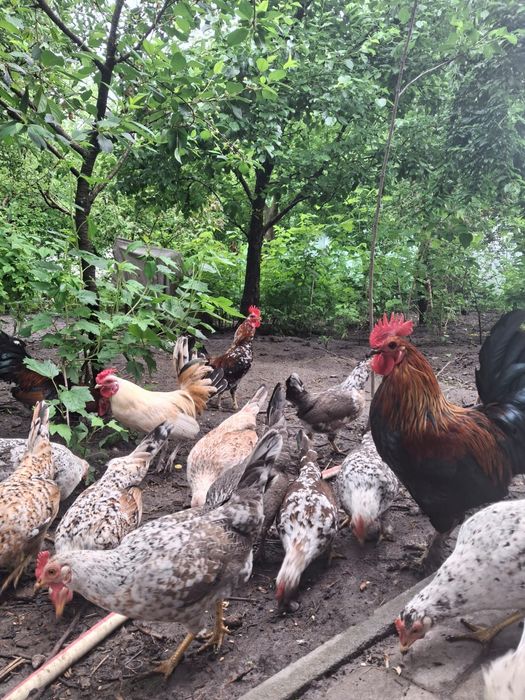 продам курей Бентамок