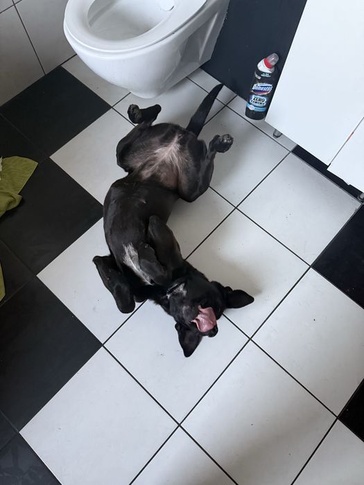Suczka Kira 4,5 roku