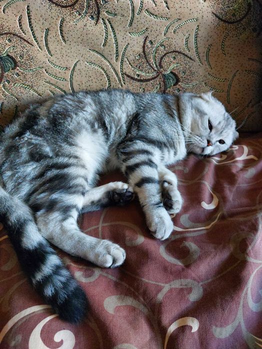 Шотландський вислоухий котик запрошує кішечок на в'язку