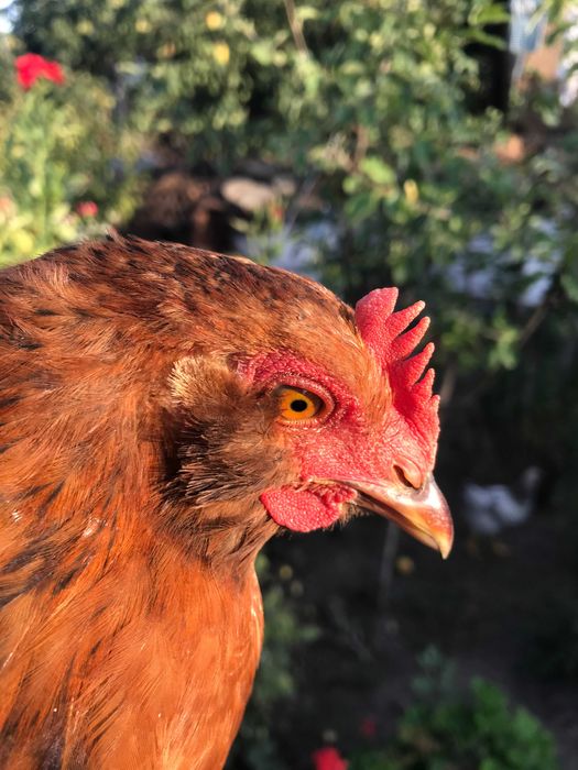 Яйцо под квочку,инкубацию микс