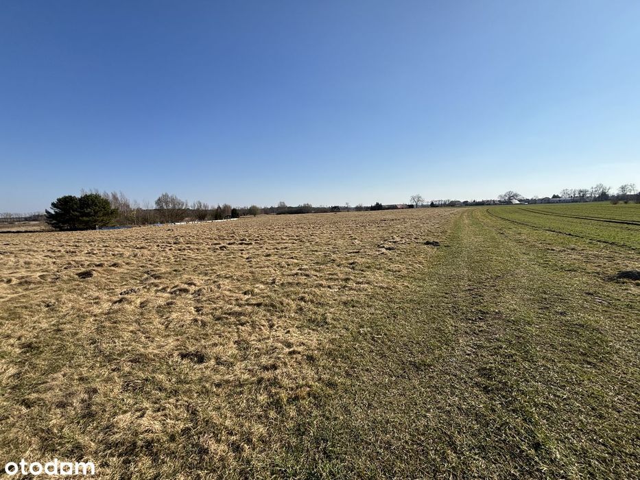 Działka inwestycyjna|Bez 5 lat zakazu zbycia i KOWR|potencjał zabudowy