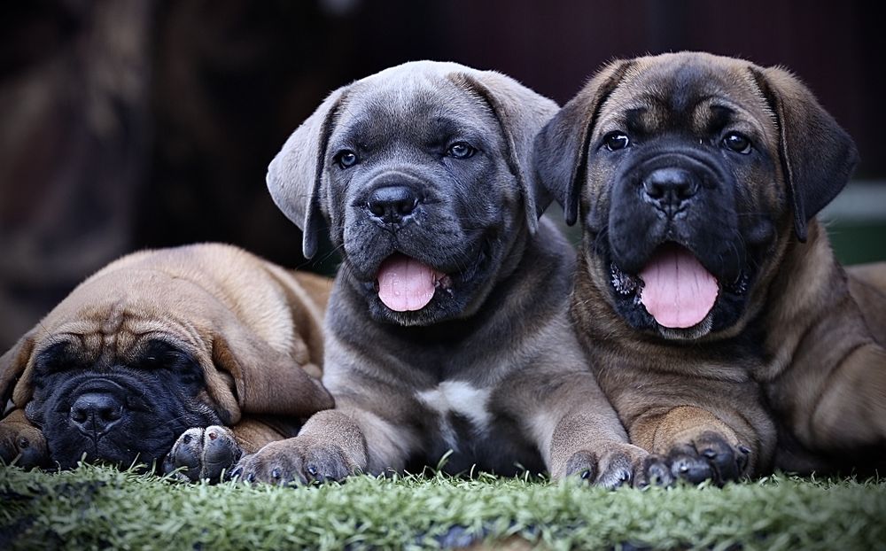 Розплідник Cavaliere Dell'Onore