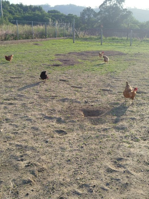 Ovos caseiros galinha