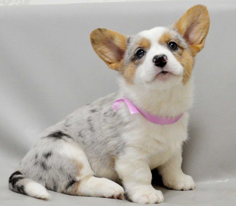 Welsh Corgi Cardigan – Betsy | ur. 13.10.2025