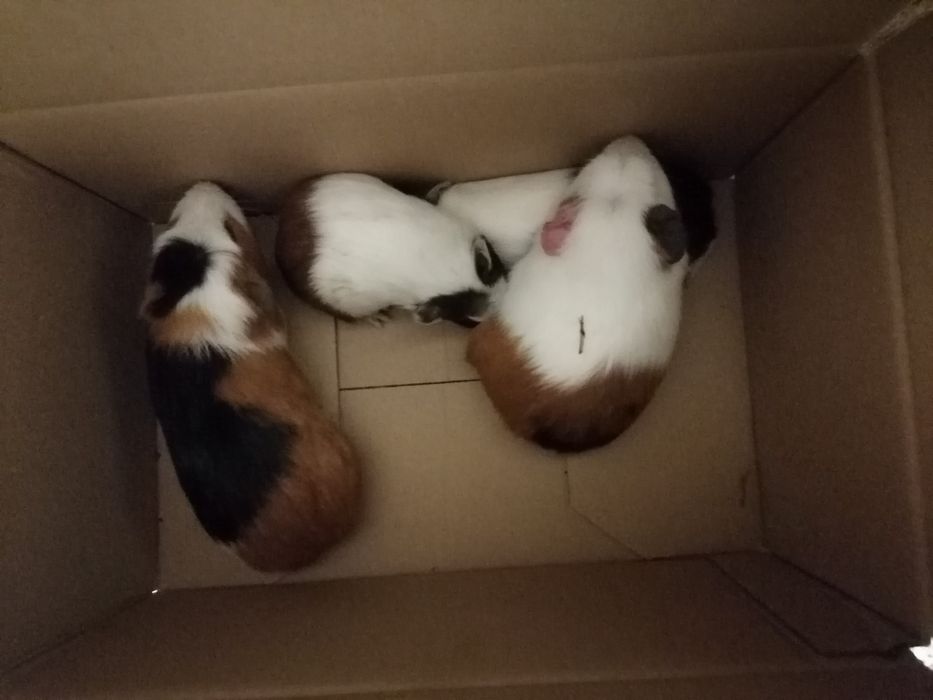 Świnki morskie młode