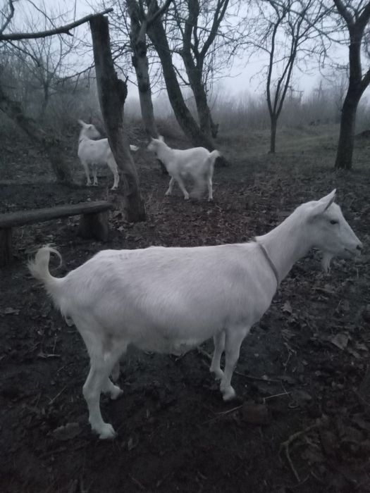 Коза  шута спокійна окотилась 3х річна здорова