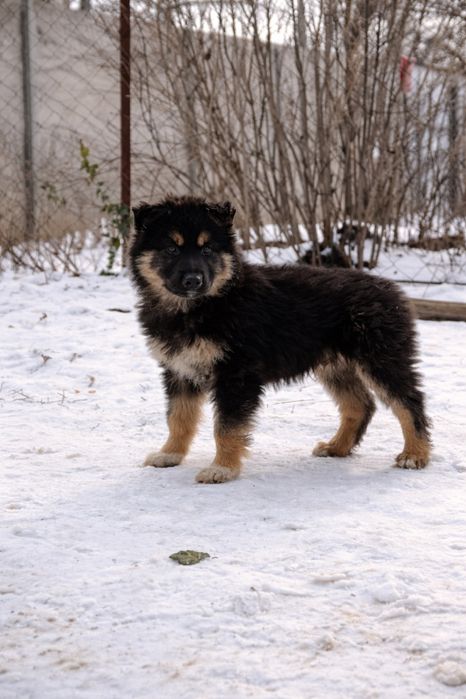 Цуценя  хлопчик крупный щенок мальчик даром