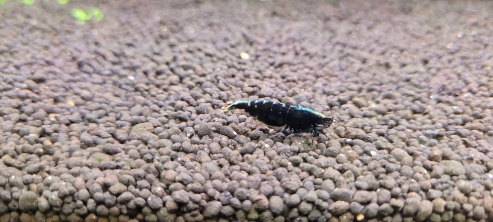 Caridina Pinto  Galaxy Fishbon Boa