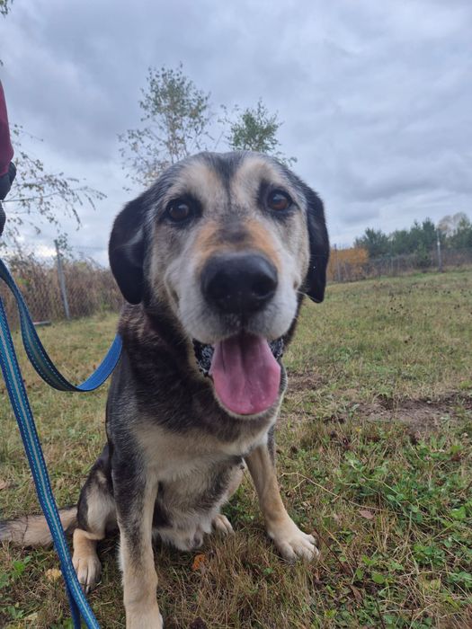 URATUJ BORYSA – duży, owczarkowaty pies o wielkim sercu czeka na dom!