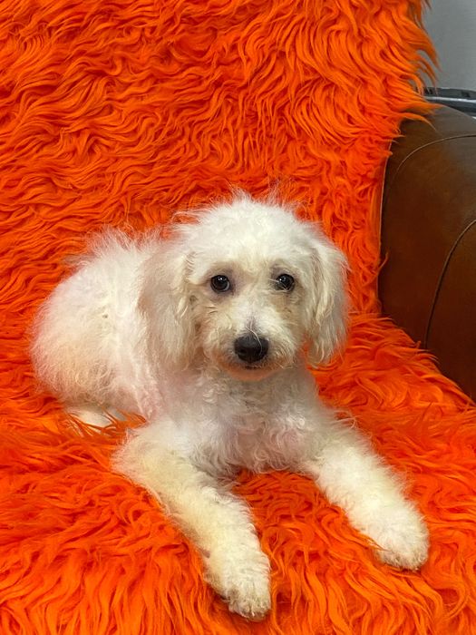 Sprzedam pięknego pudla