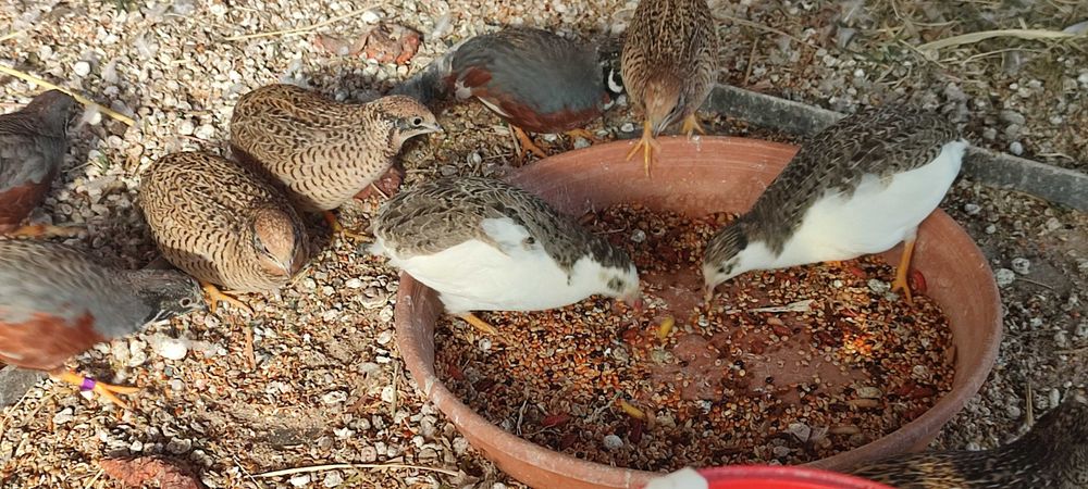 Astryld Trzcinowy Zeberka Gołąbek Diamętowy Przepiórka Chińska