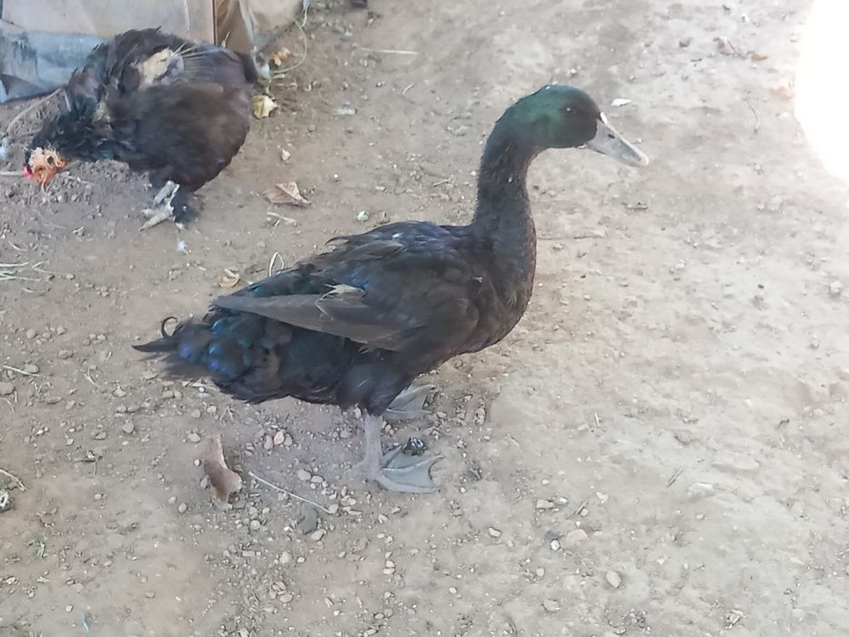 Pato cayuga macho