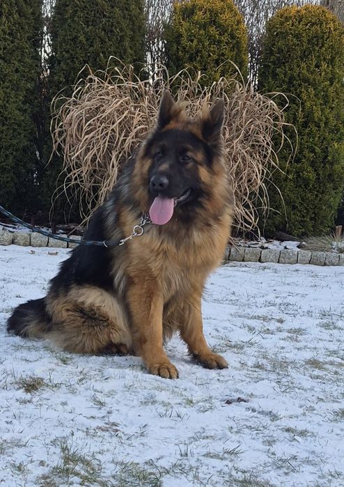 Owczarek niemiecki długowłosy.