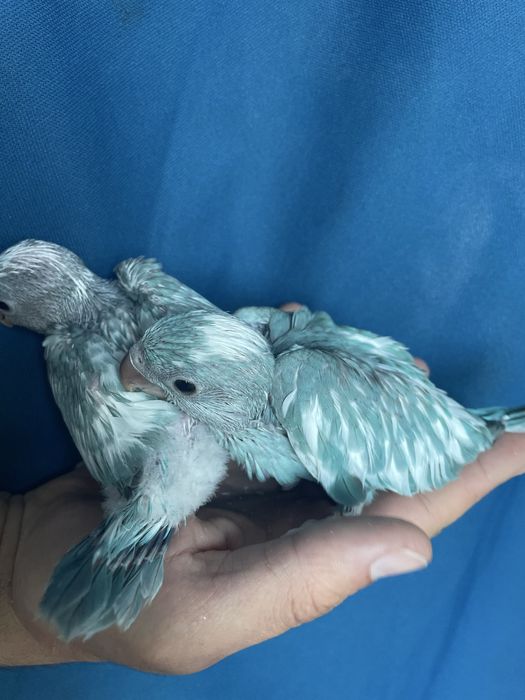 Ring Neck AZUL Muito Meigo